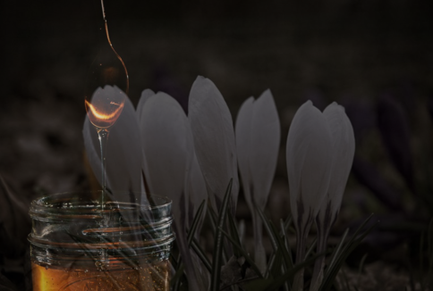 Honey Extraction Process